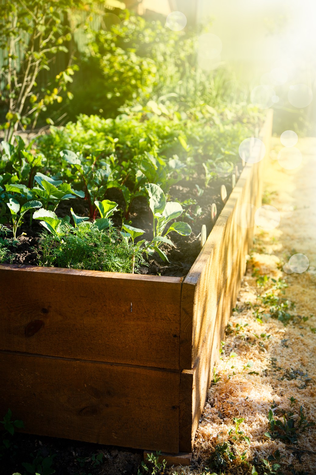 Spring green garden in a wooden box under the sun's rays